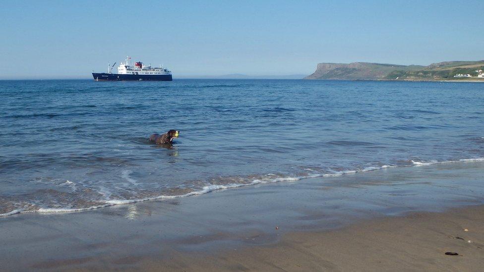 Dog in the water at Ballycastle beach