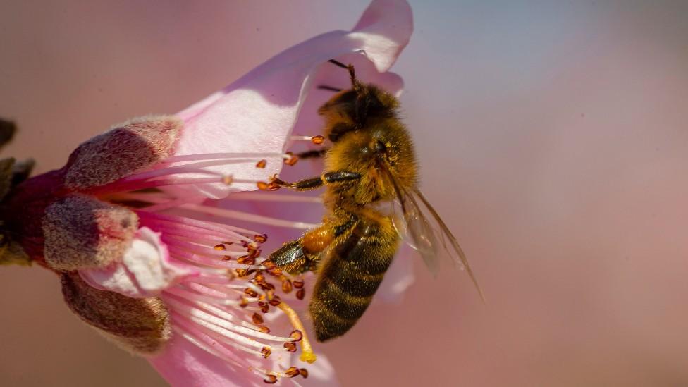 Bee on a flower