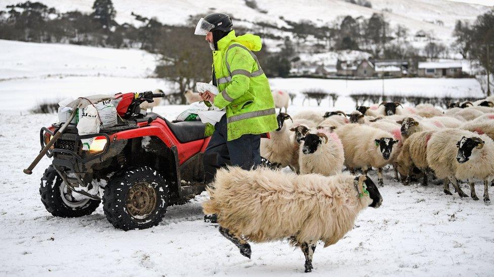 Farmer in Scotland