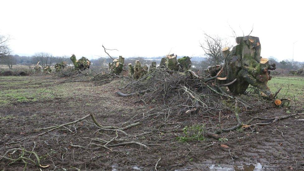 Felled hedgerow beech trees