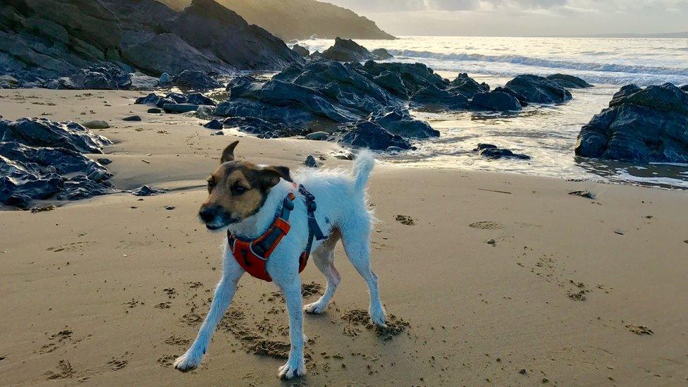 Standing firm: Wind blows across Whitmore Bay, Barry Island, but Snoopy is unperturbed in this pic taken by Derek Tutssel