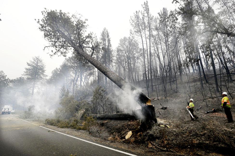 Fire damaged trees were removed