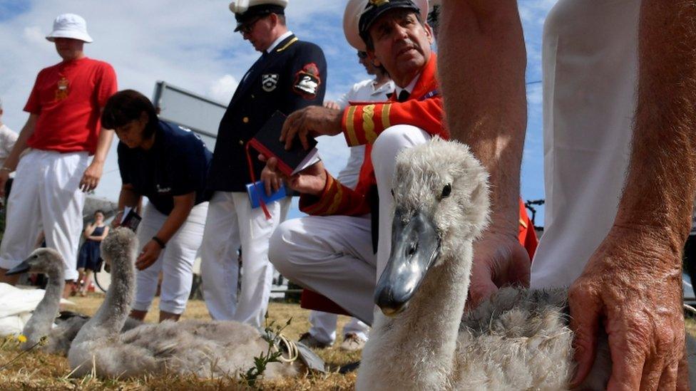 Officials record and examine cygnets and swans during the annual census