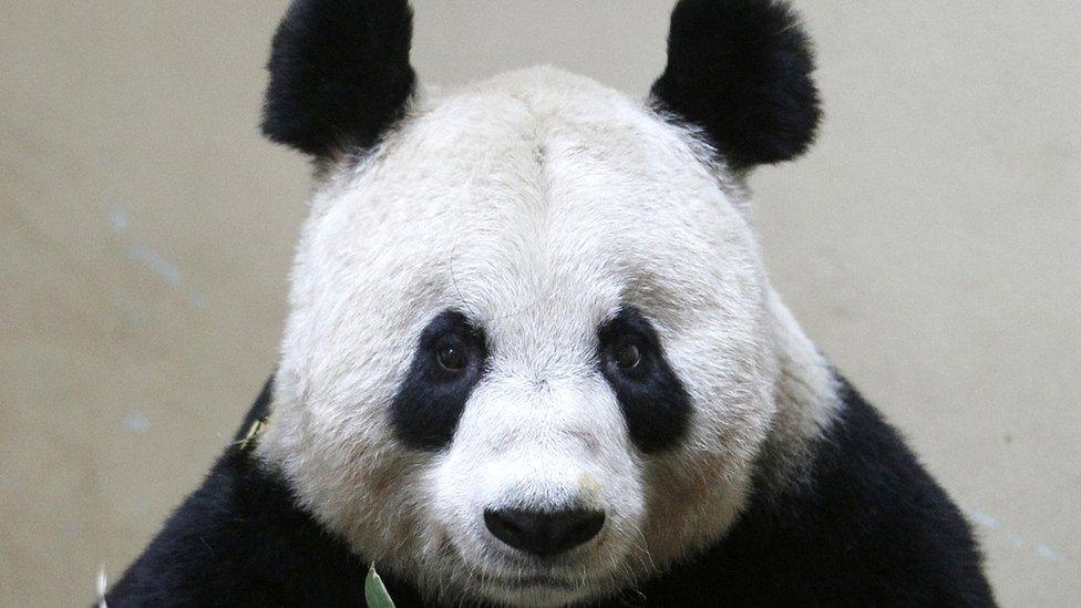 Tian Tian