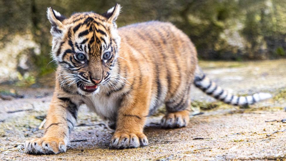 Sumatran tiger cub