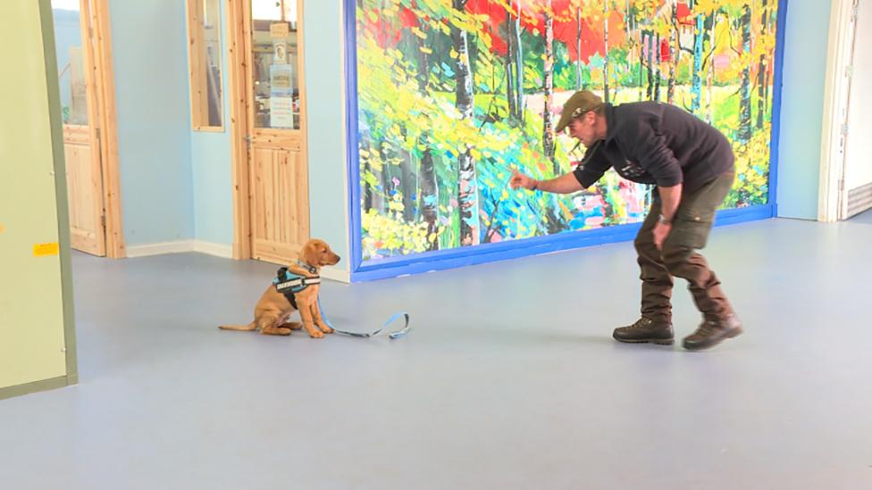 Martin Ball trains the Bravehound puppies.