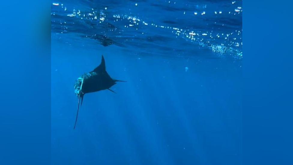 Marlin fish that attacked