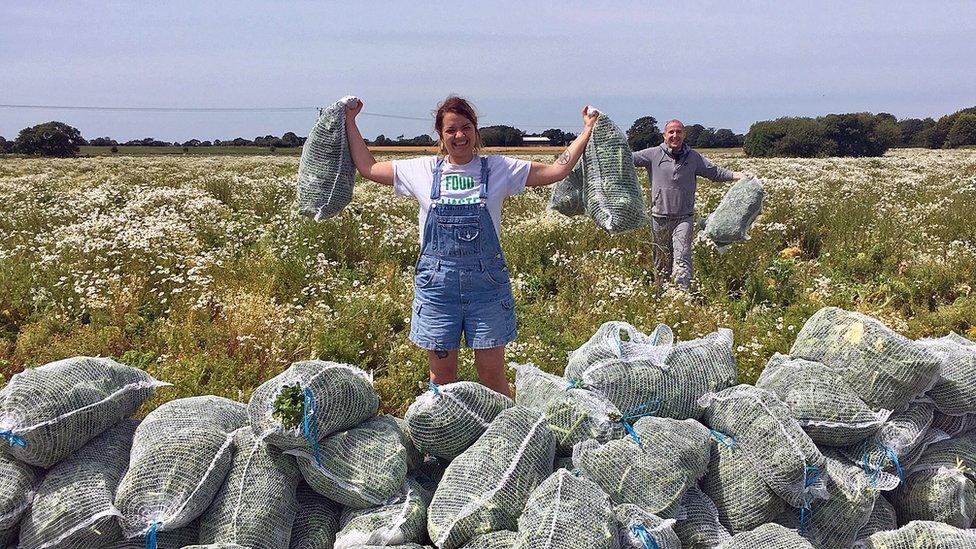 gleaners gathering brassica