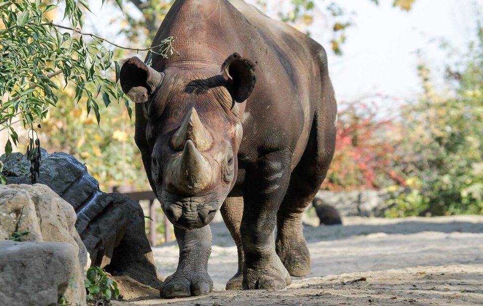 Manny the Eastern Black Rhino