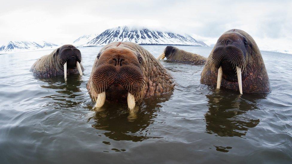 walrus.