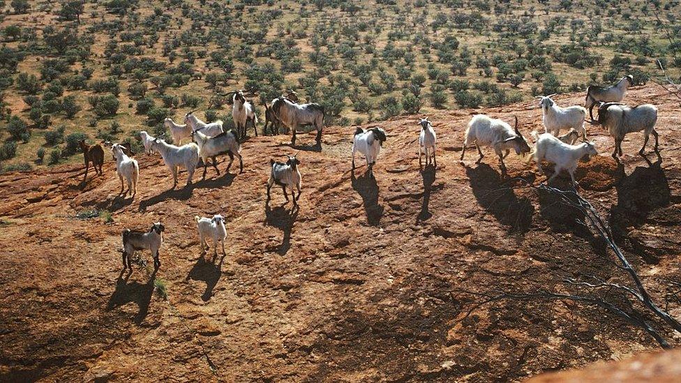 Feral goats