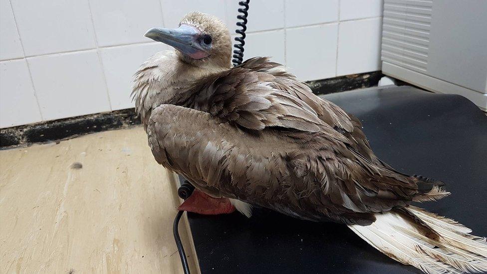 Red Footed Booby