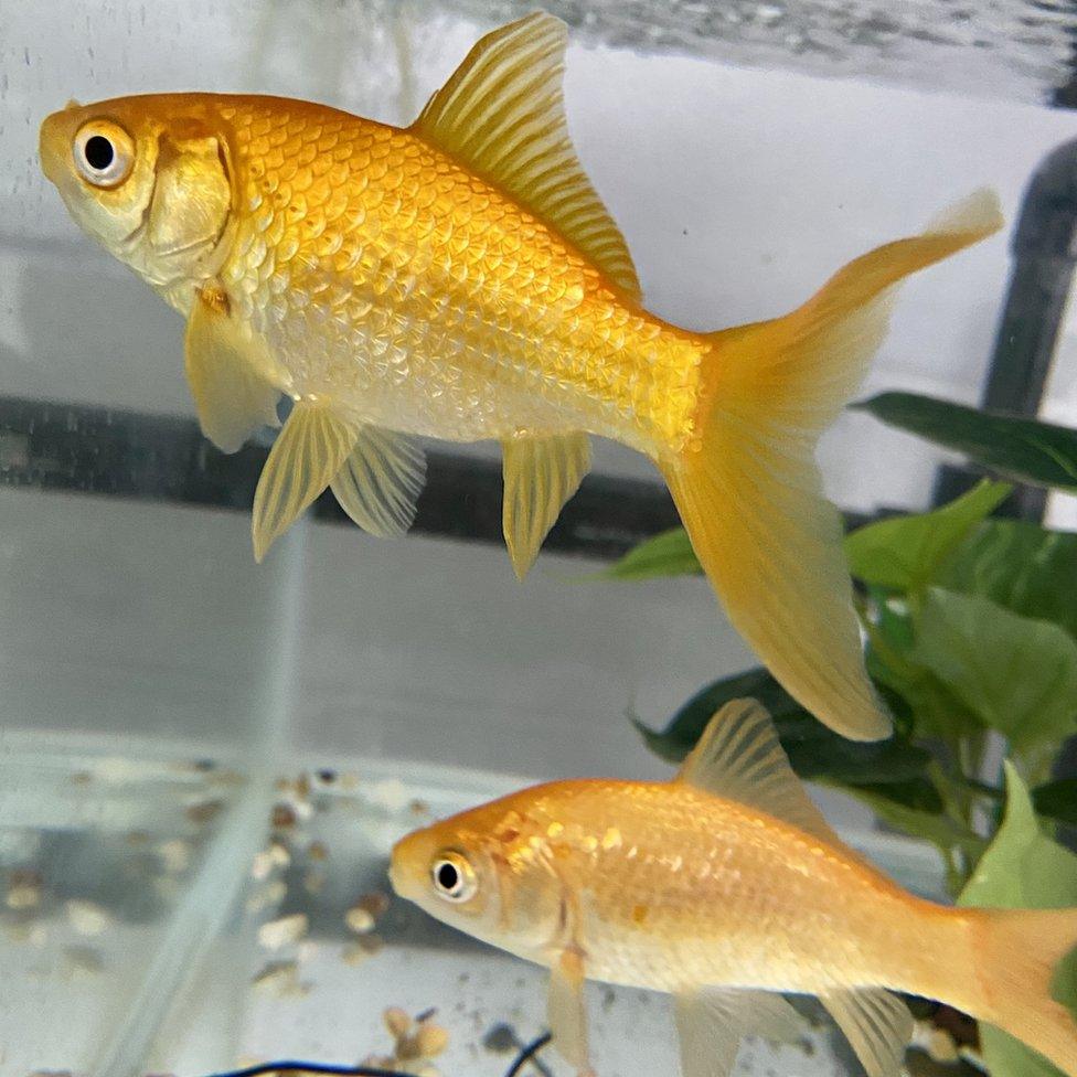 Goldfish used in the experiment