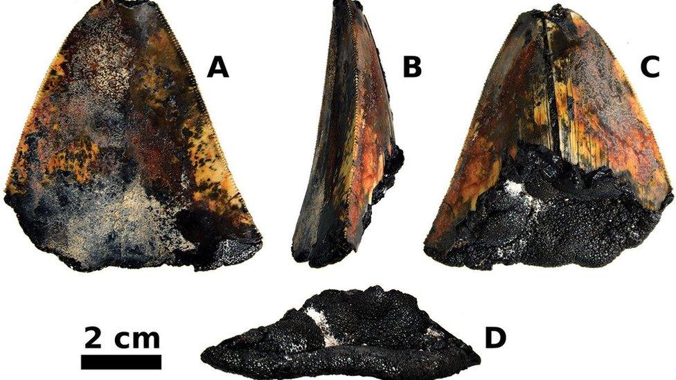 Tooth from different angles