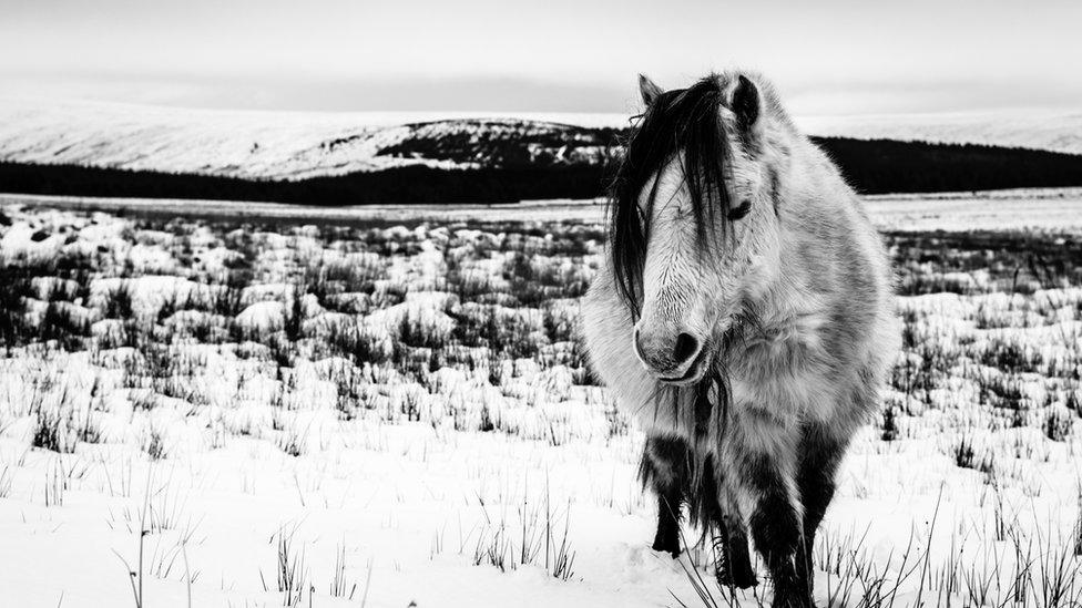 A wild pony in the snow near Penderyn, Rhondda Cynon Taff.