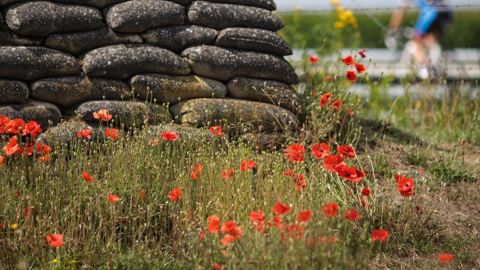 Poppies blooming in Flanders Fields.