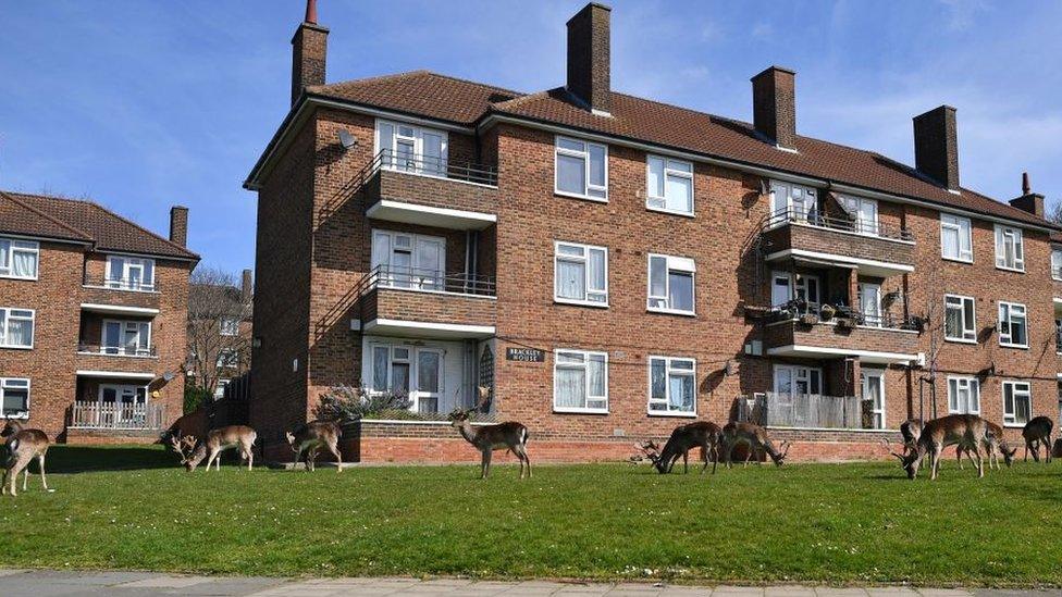 Deer-in-Essex-housing-estate.