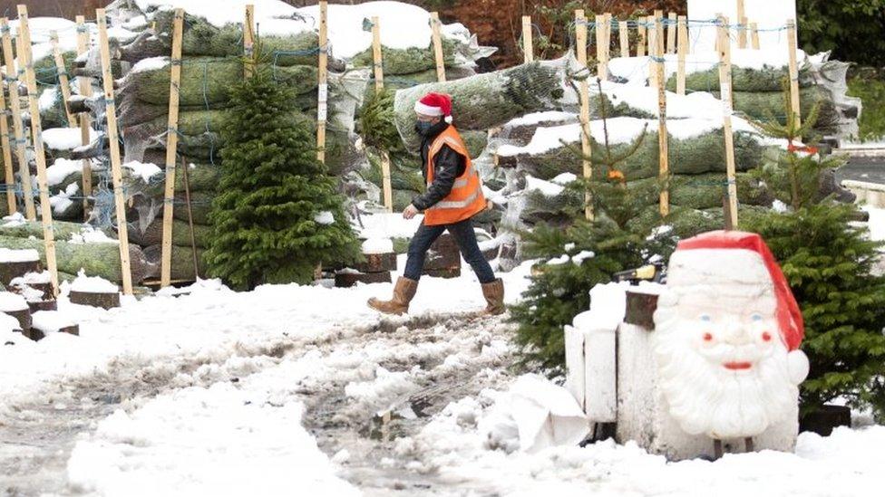 Dave Baptie works in the snow at the Hill End Christmas Tree Centre near Edinburgh