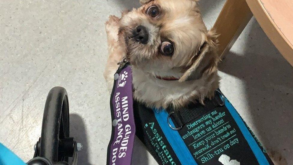 Assistance dog Chico