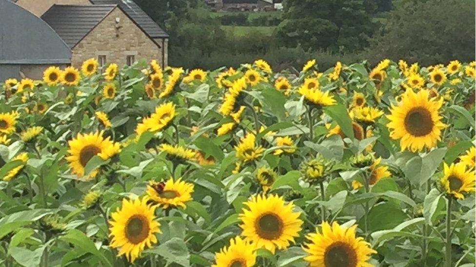 sunflowers