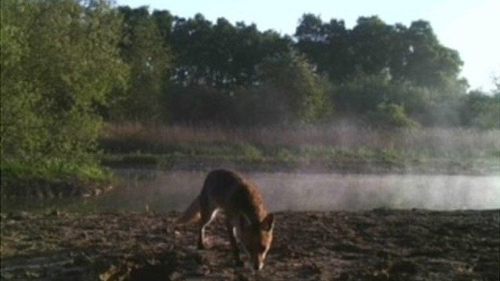 Red fox seen on camera trap at Chester Zoo Nature Reserve