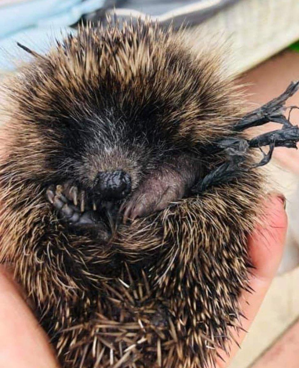 Hoglet with a shred of plastic bin liner around its middle