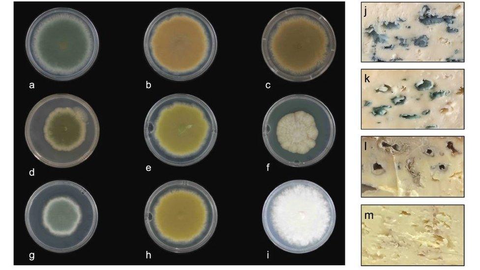 Scientists were able to come up with a variety of new cheese colours