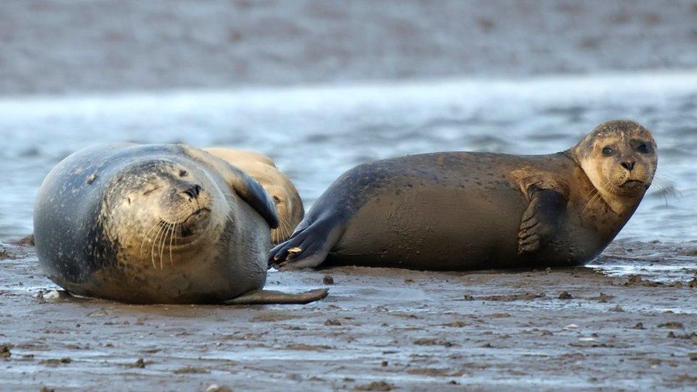 Two seals