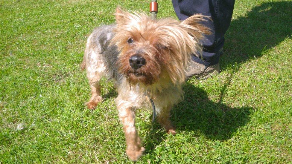 Poppy the Yorkshire terrier after she was shaved