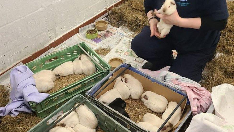 Guinea pigs