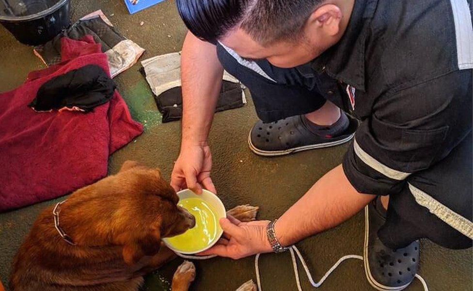 The dog was temporarily cared for on the oil rig