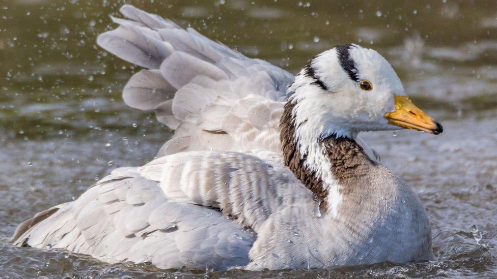 An adult bar-headed goose, which has a grey and brown body, white head with two thick black stripes running across it