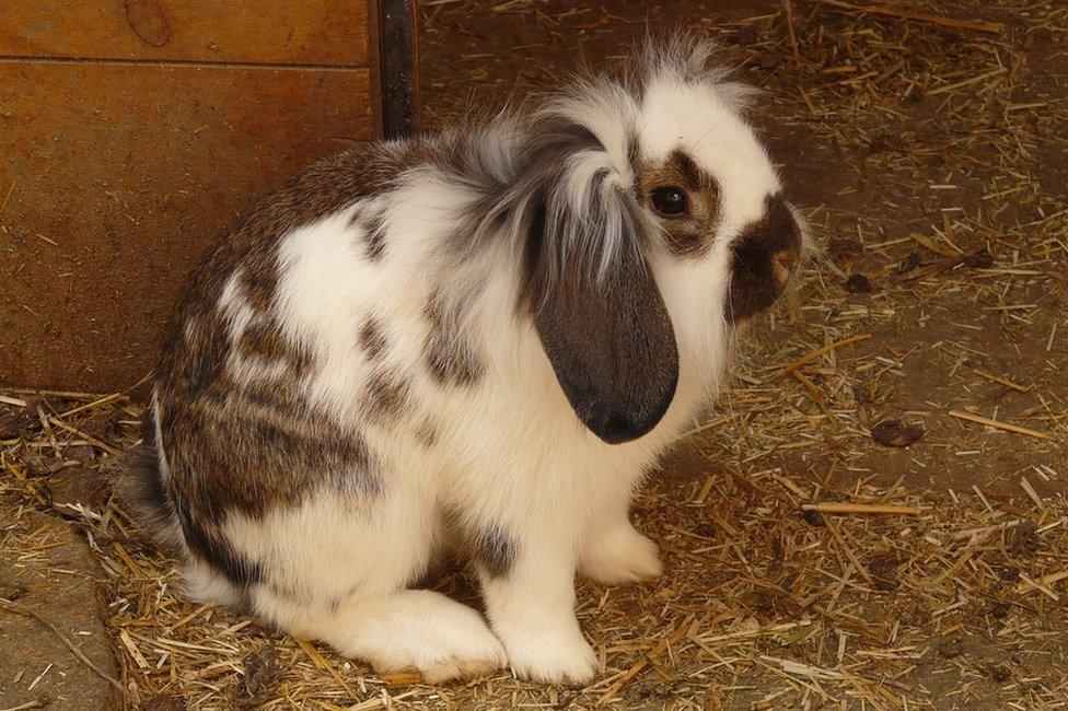 Rabbit with lop ears