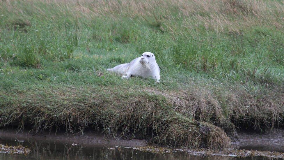 The bearded seal