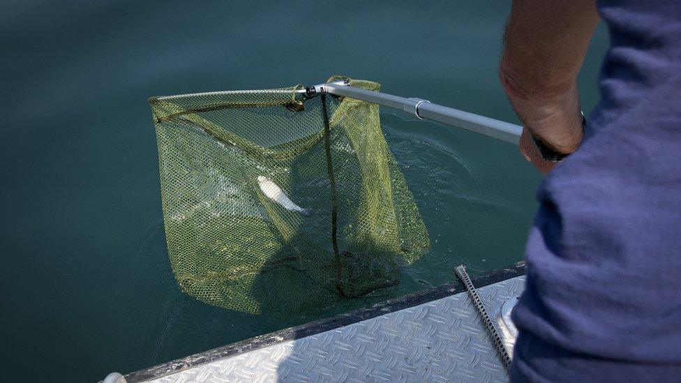 A dead fish pulled from the Rhine August 2018