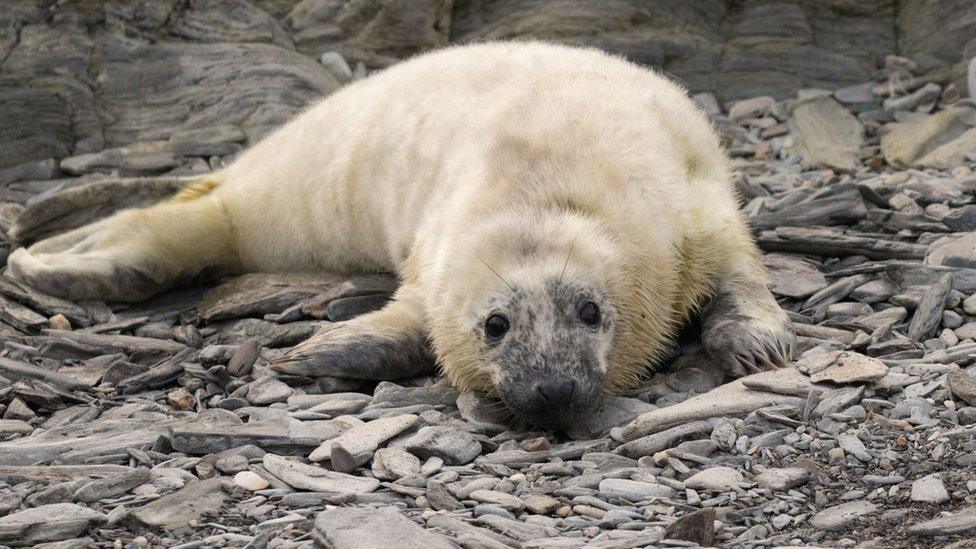 Grey seal pup