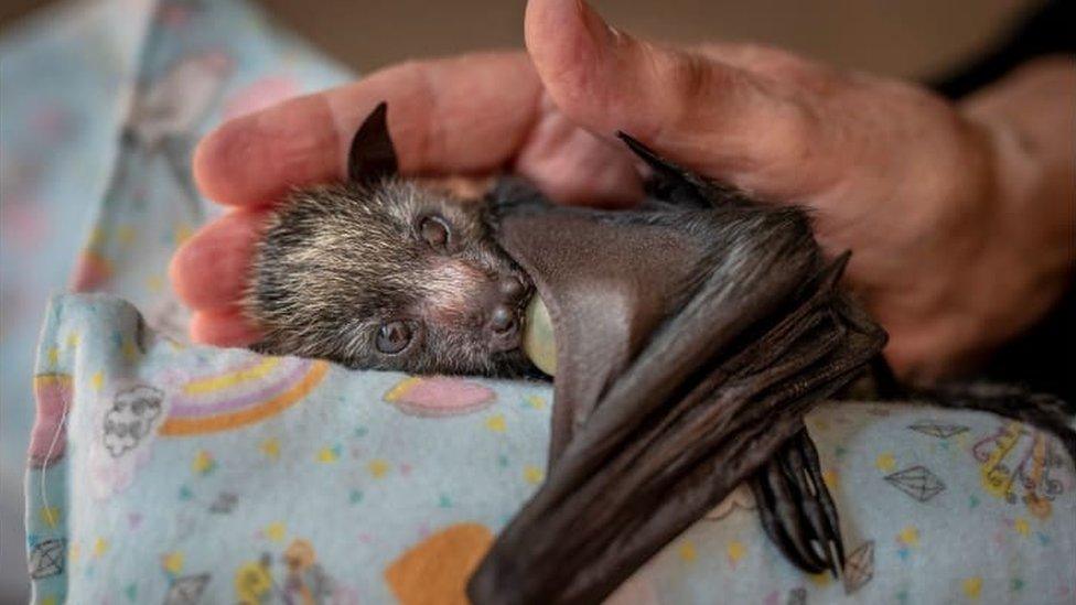 Gray-headed flying fox.