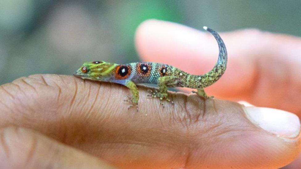 Union Island gecko