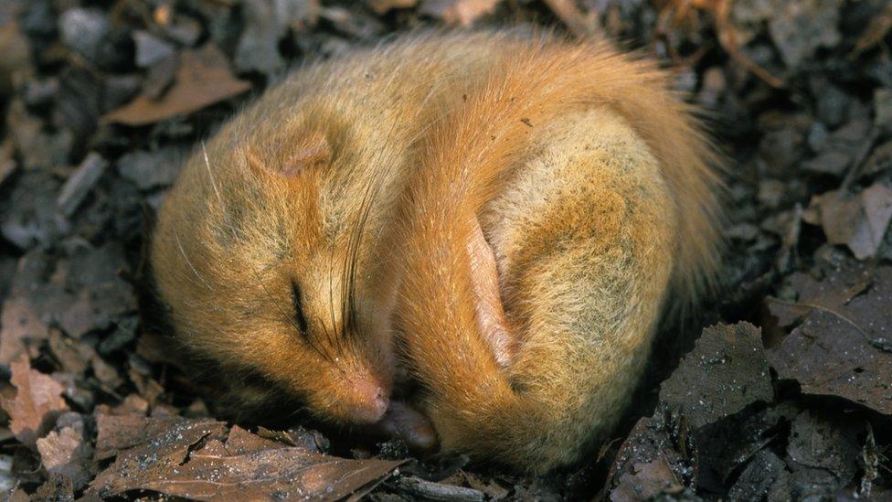 Hazel dormouse asleep