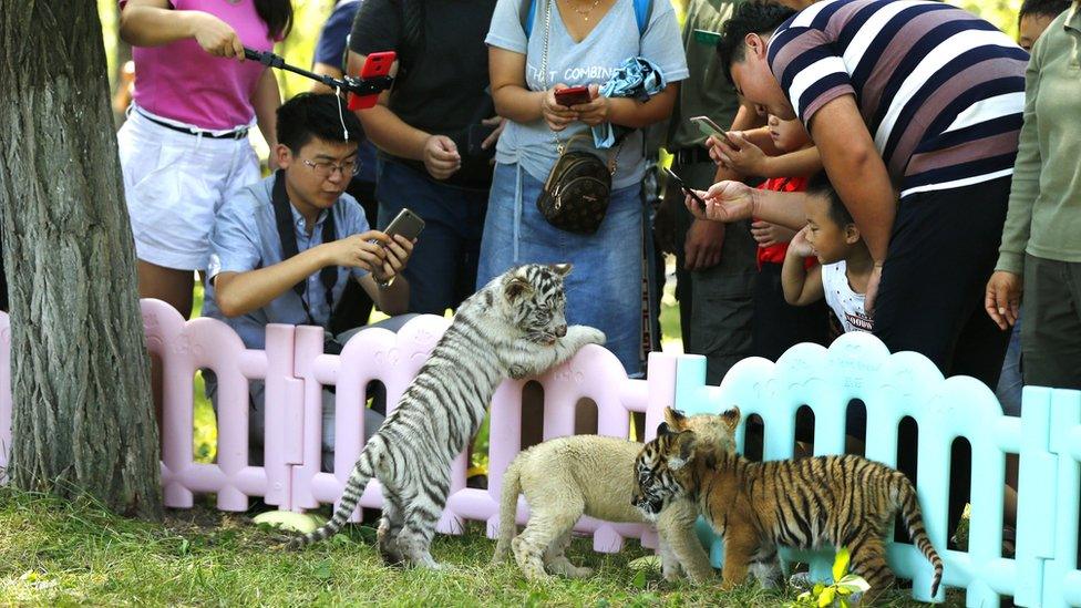 Visitors gather around the cubs to take photographs