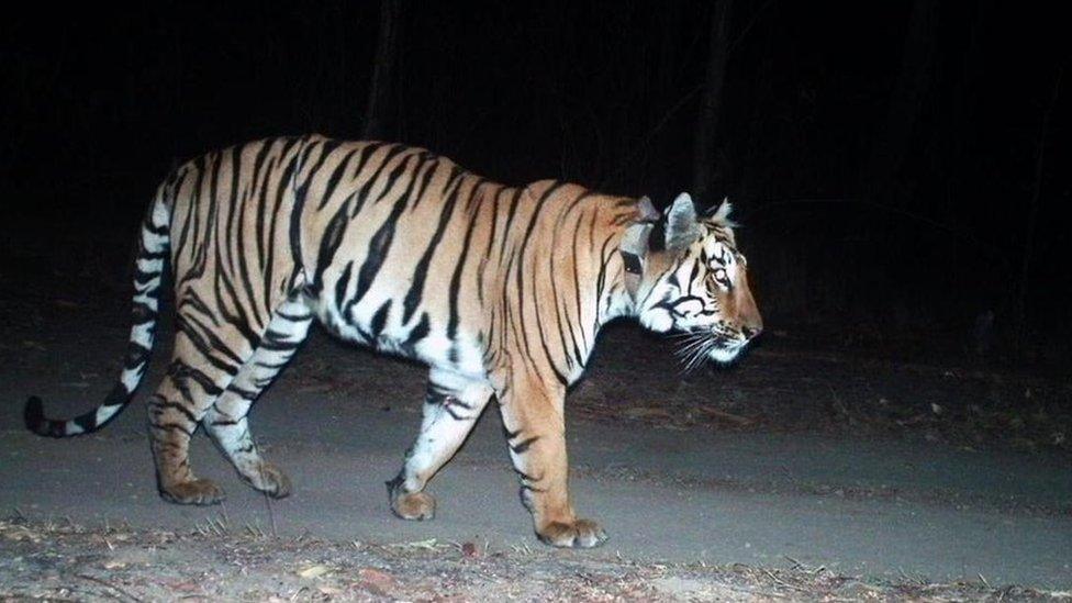 Tiger walking