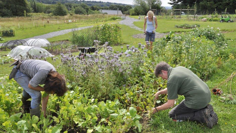 People planting at the National Garden of Wales