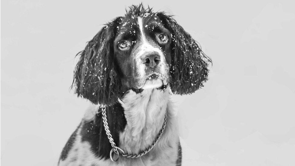 Snow on a spaniel dog