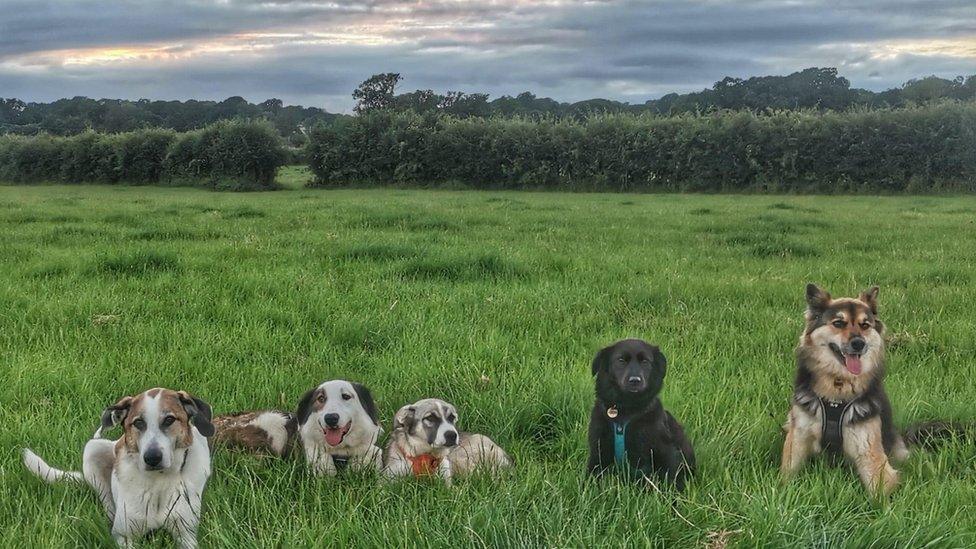 Dogs in a field