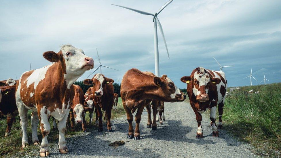 Cows walking between wind turbines