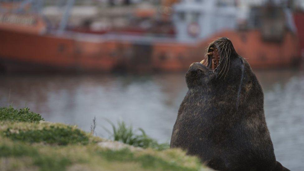 A sea lion carrying the avian flu mutation is seen in Buenos Aires, Argentina on September 04, 2023