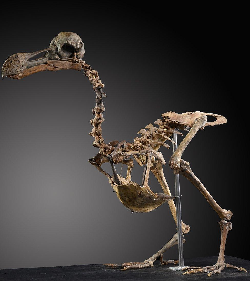 Dodo skeleton to be auctioned