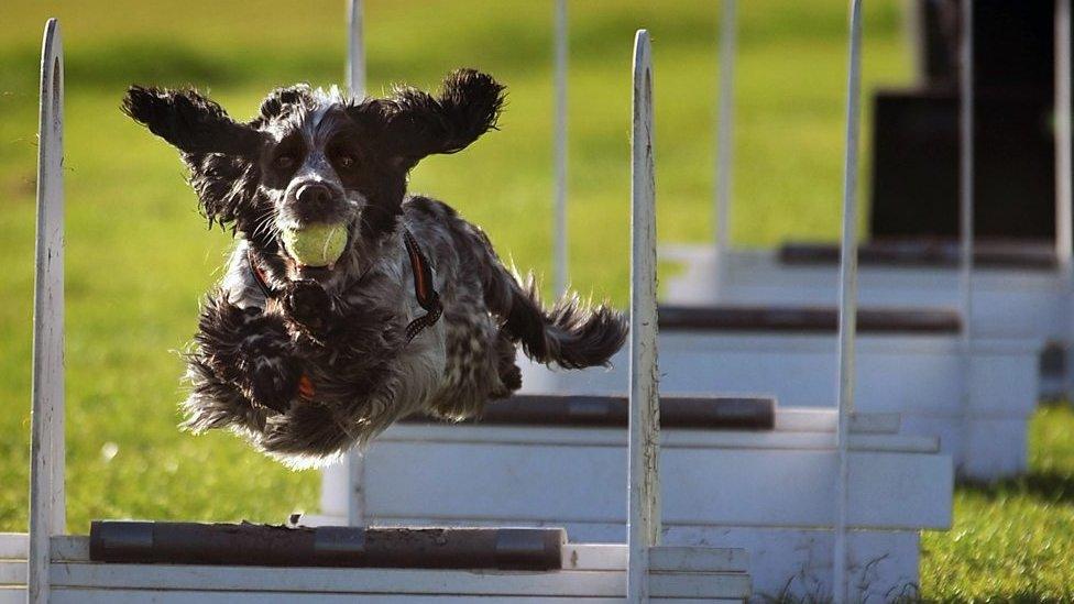 Flyball