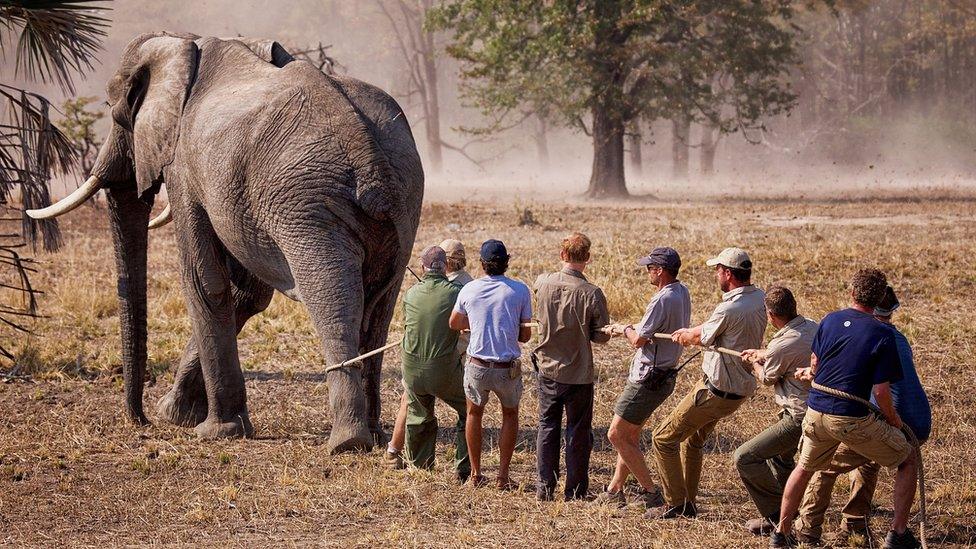 Prince Harry and team try to move an elephant