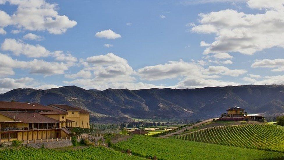 A view of the vineyards owned by Carlos Cardoen